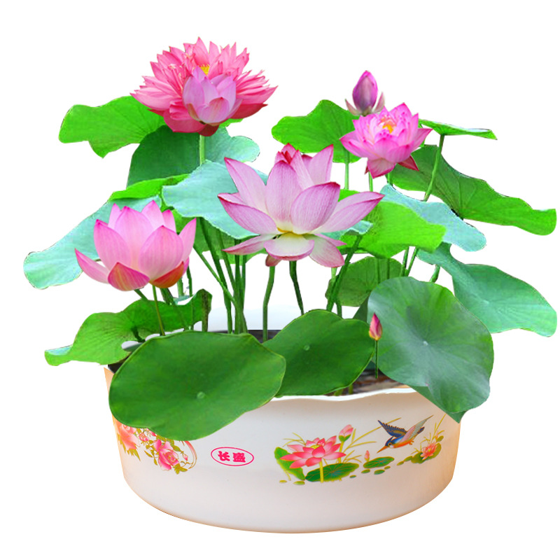 【新疆包邮】开口碗莲30粒种子+盆+营养液+泡大珠碗莲荷花种子