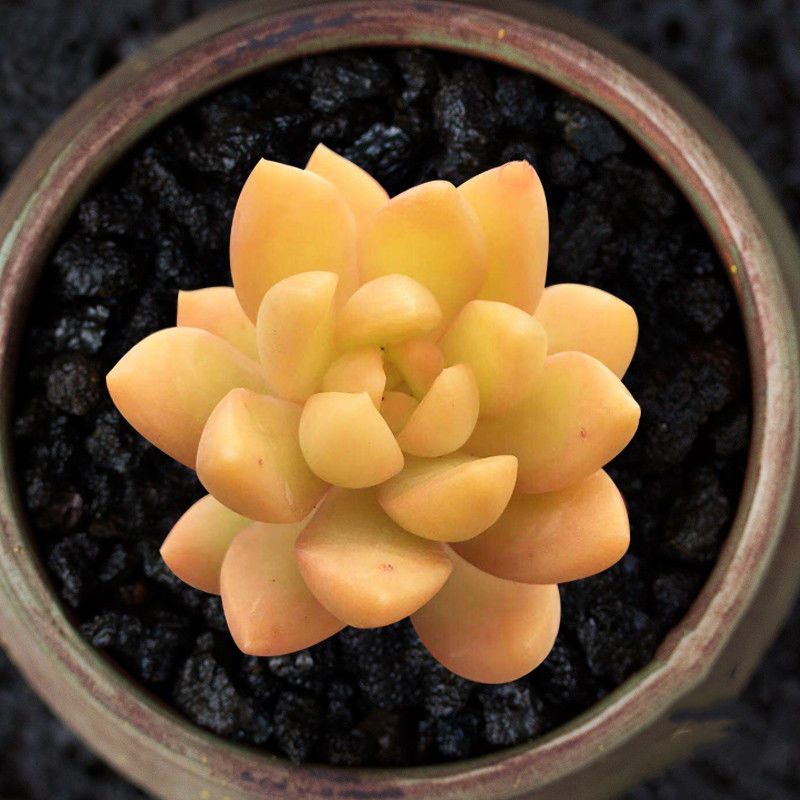 黄美人多肉植物新手好养肉肉组合盆栽办公室内阳台高档绿植花卉