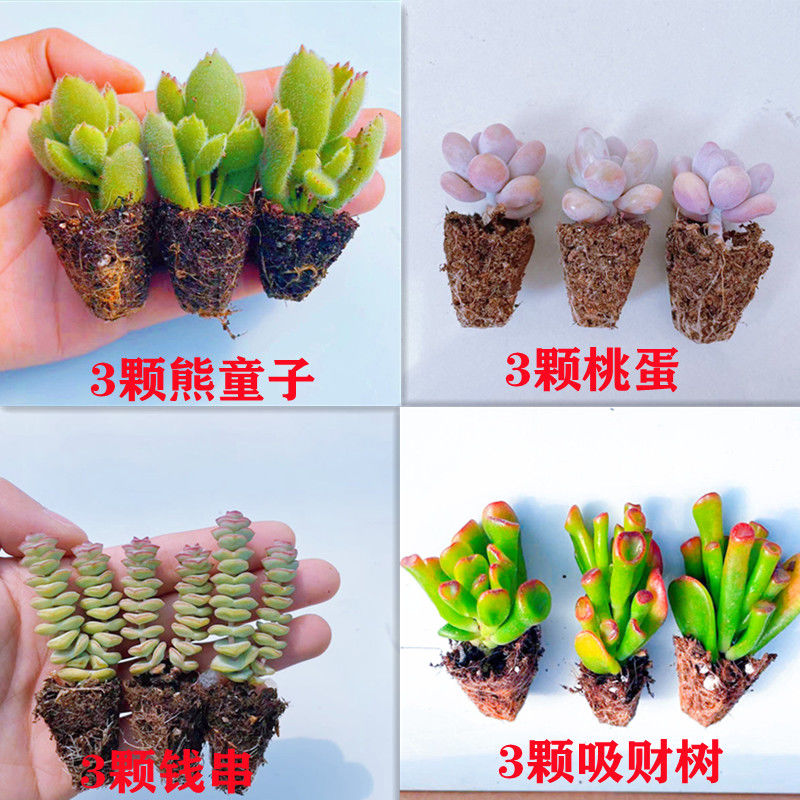 多肉多肉植物桃蛋熊童子多肉吸财树钱串熊童子新手套餐室内还养活