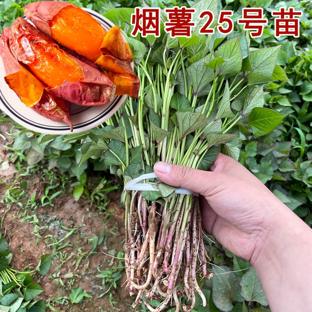 【烟薯25蜜薯红心】红薯苗脱毒红薯地瓜苗秧农科院原种苗食用番薯苗