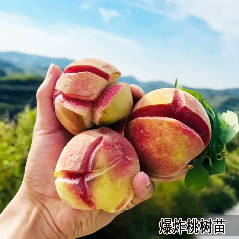 嫁接新品种蜜甜丑桃树苗盆栽地栽南北方种植晚熟爆炸桃裂桃子果苗
