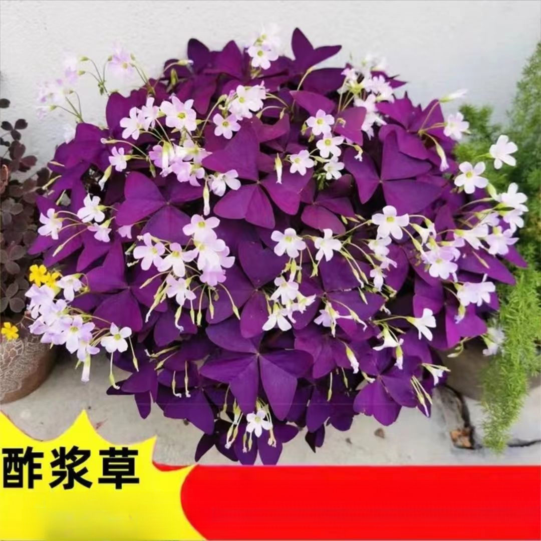 紫叶酢浆草种子紫色炸浆草种子庭院花卉耐寒好养活盆栽