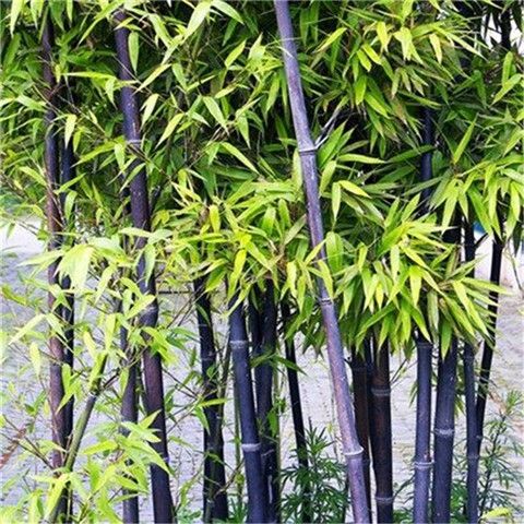 四季播毛竹种子金镶玉竹紫竹佛肚竹大型农家庭院盆栽绿植植物庭院