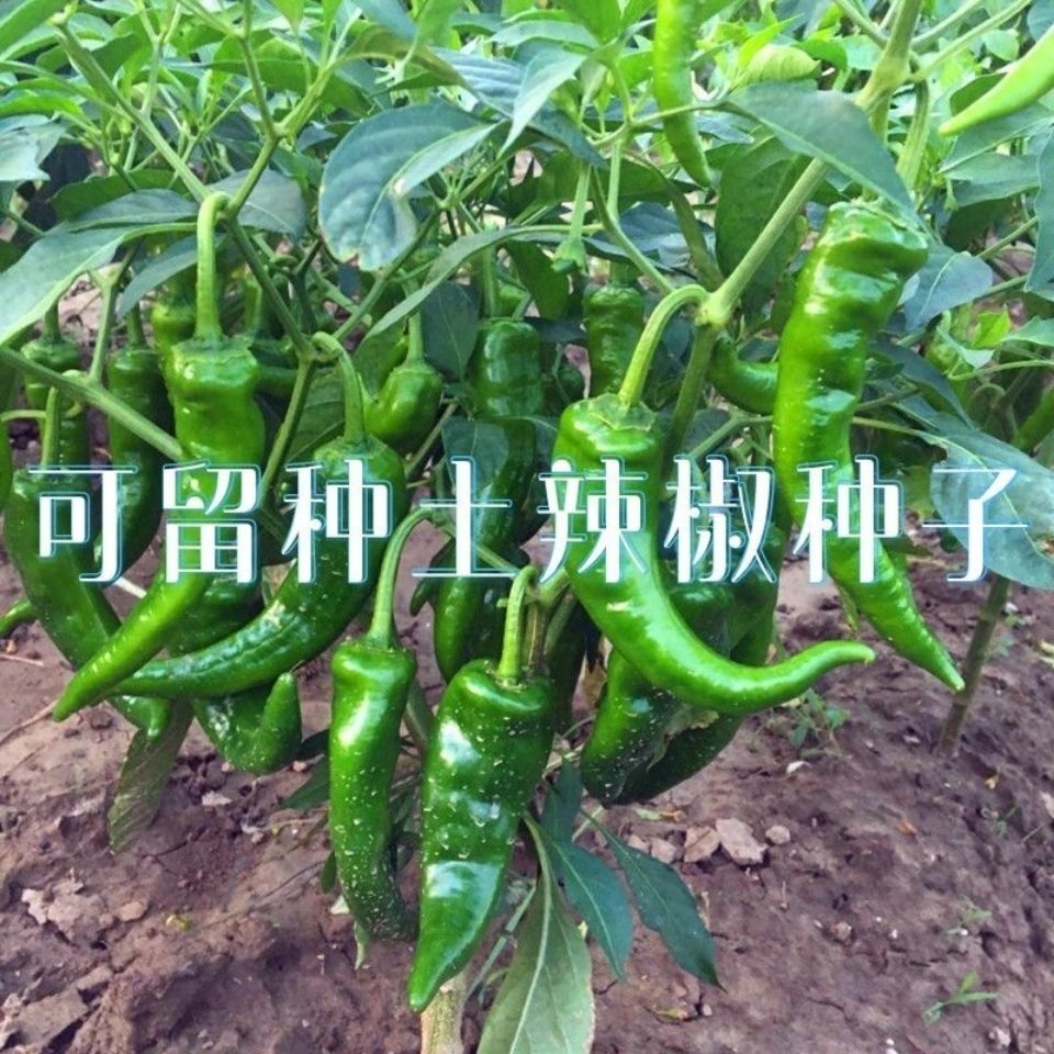老品种土辣椒种子可留种春季早熟高产特辣薄皮青辣好吃椒尖种子