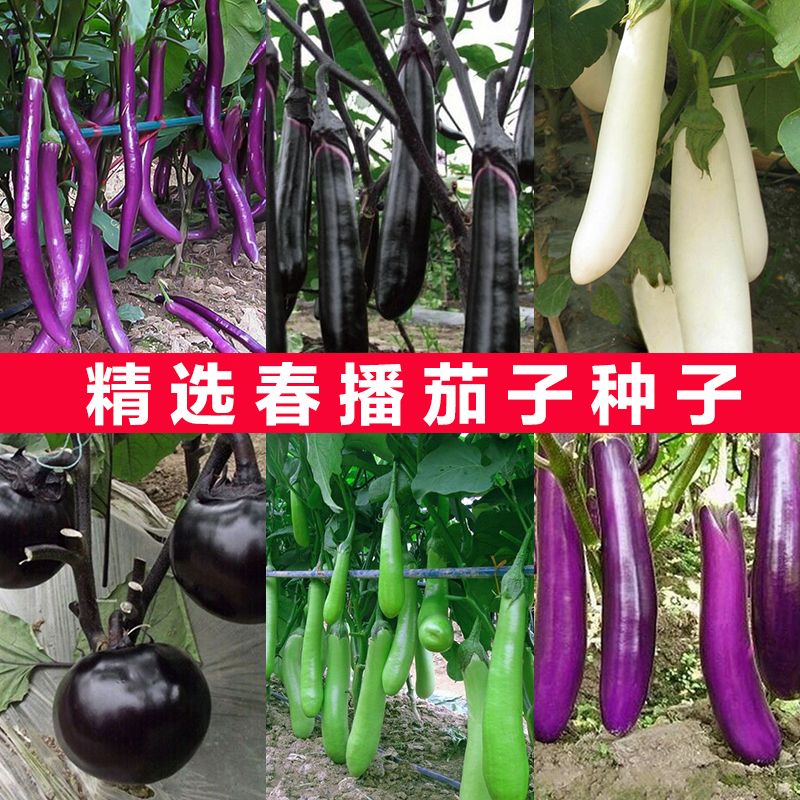 茄子种子高产南方春夏四季蔬菜种子秋冬季北方长茄子早熟盆栽夏季