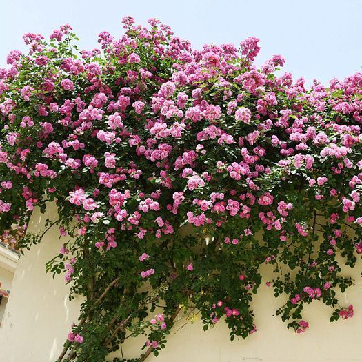四季播蔷薇花种子爬藤月季玫瑰开花爬墙庭院花卉