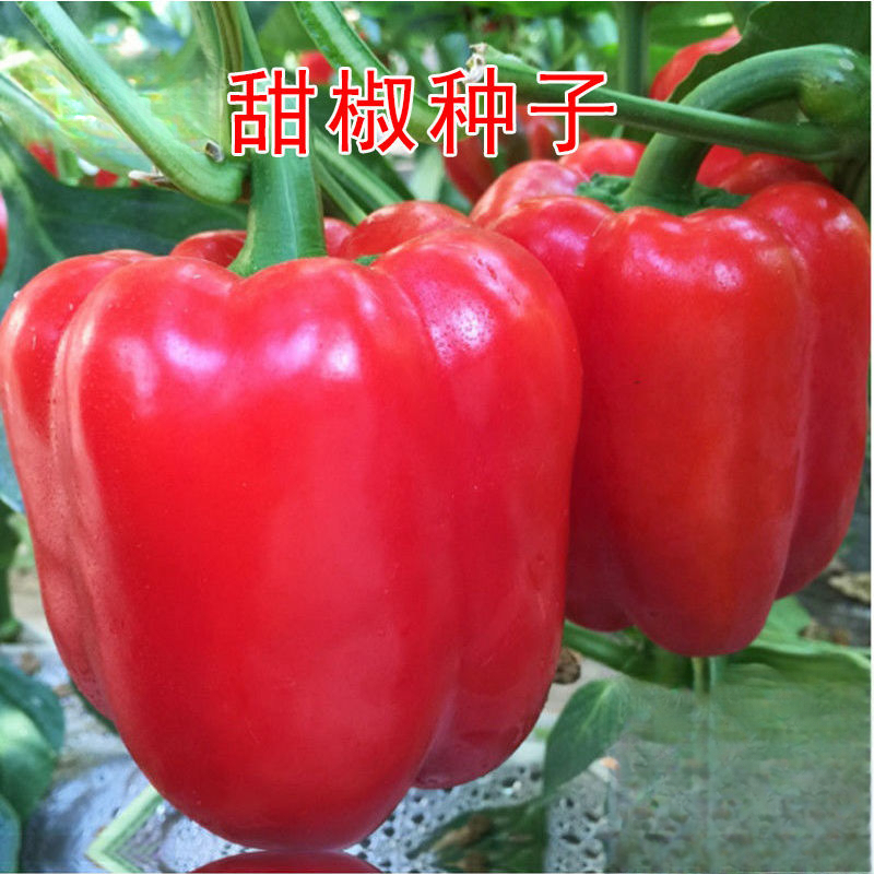 甜椒种子大甜椒青椒灯笼椒菜椒辣椒种子阳台春秋冬季蔬菜种子