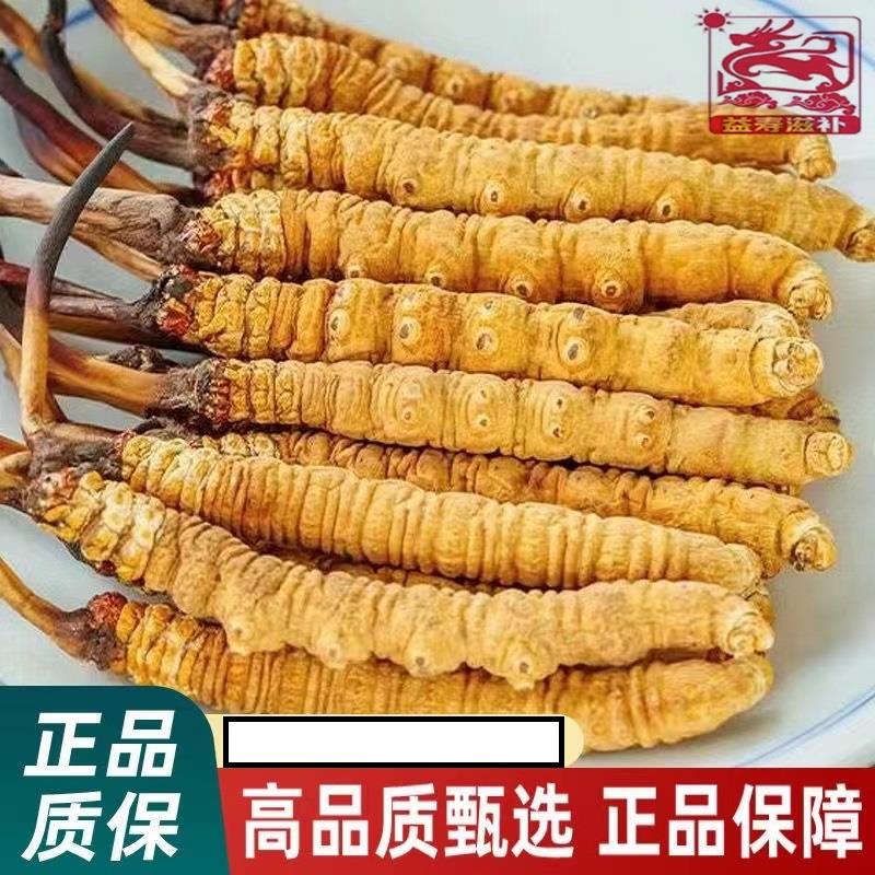 q甘孜藏区高海拔小虫草佳品泡酒料6根1克正宗野生冬虫夏草正品