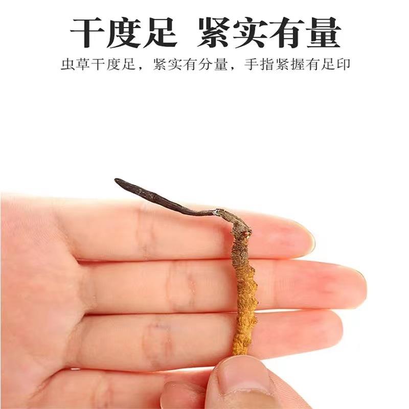q甘孜藏区高海拔小虫草佳品泡酒料6根1克正宗野生冬虫夏草正品