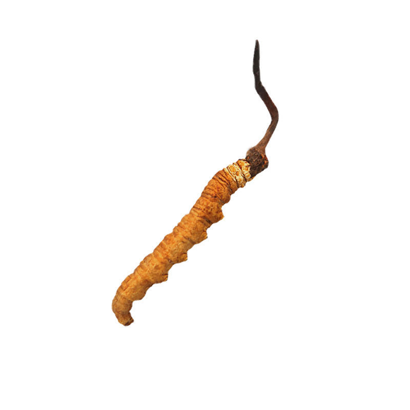 q正宗野生冬虫夏草冬虫草王西藏那曲冬虫夏草干货6根1克