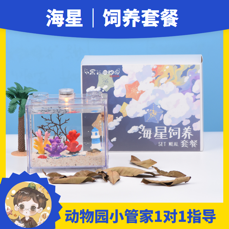 【儿童礼物】海星饲养套餐套装儿童宠物海洋海燕桌面简易宿舍造景