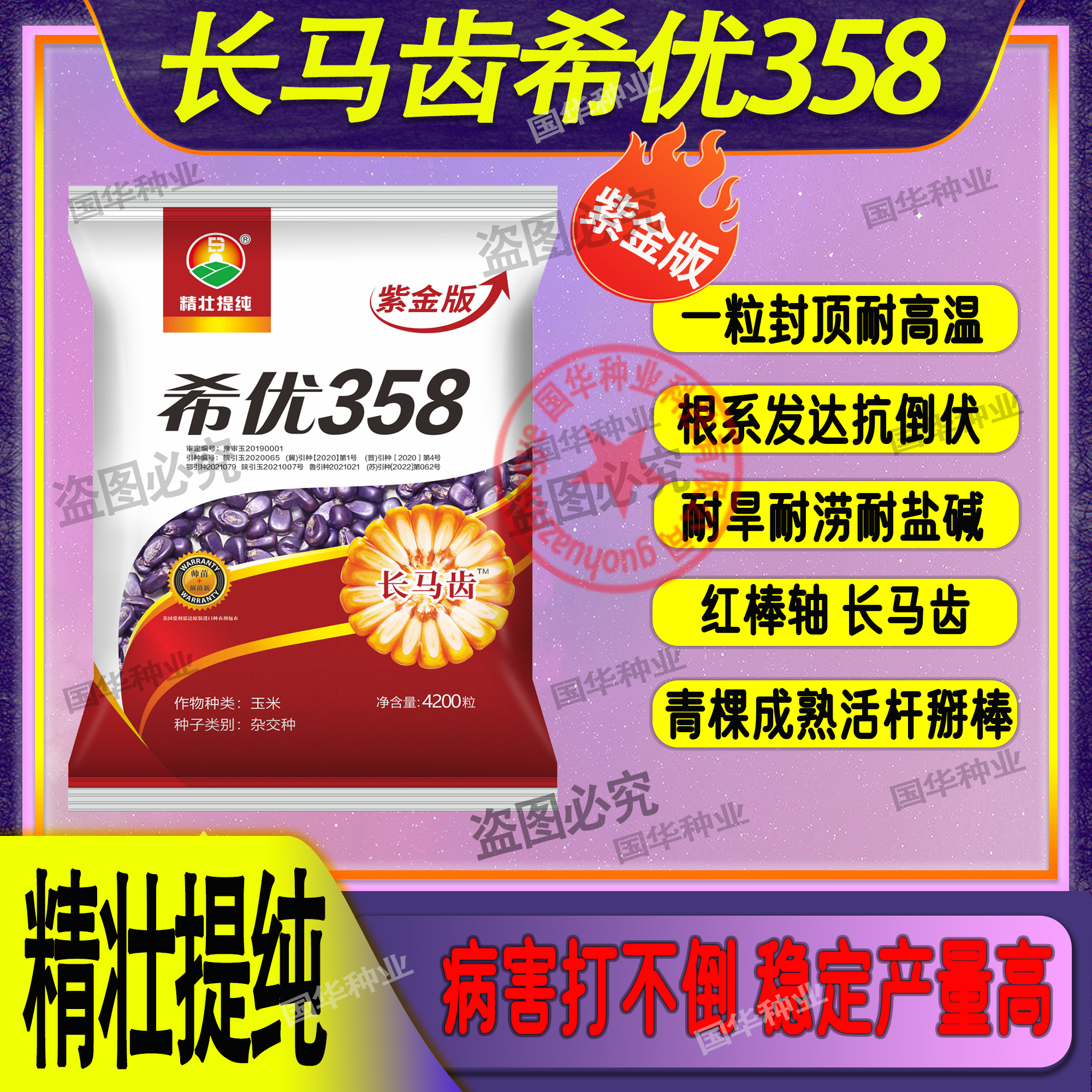 精壮提纯（希优358）长马齿红轴大棒抗病抗倒产量高高产耐旱种植