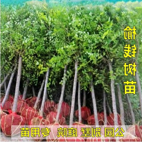 庭院树苗榆钱树苗榆树苗可以吃的榆钱树风景树盆景地栽榆钱树