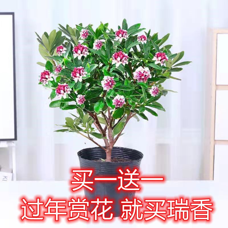 金边瑞香耐寒花卉观花植物室内带花浓香型观花盆栽四季盆景绿植花
