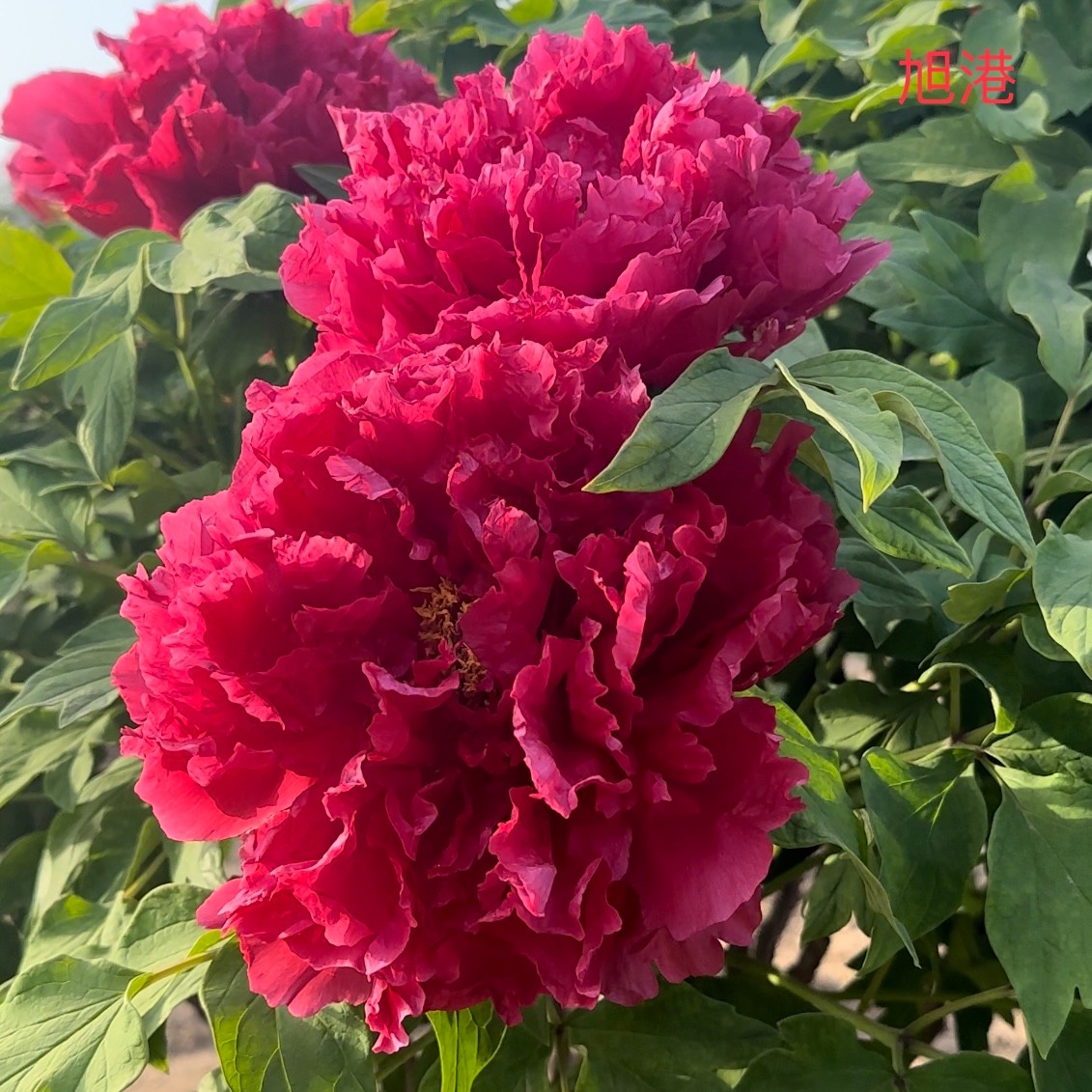 原盆发货正宗洛阳观赏牡丹花大花多层重瓣耐寒易活室内外花卉绿植