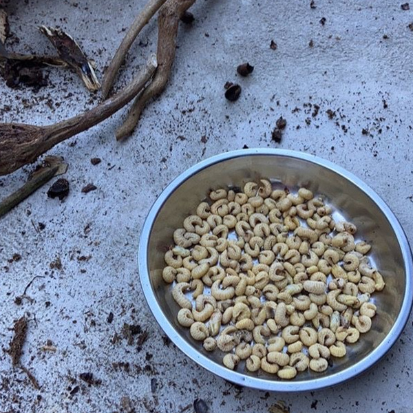 葛藤虫葛藤葛麻虫葛虫葛根虫100只