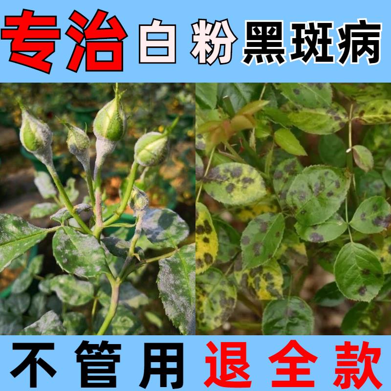 月季黑斑病专用药玫瑰花绣球白粉病蔷薇兰花卉植物黄叶杀菌剂病害