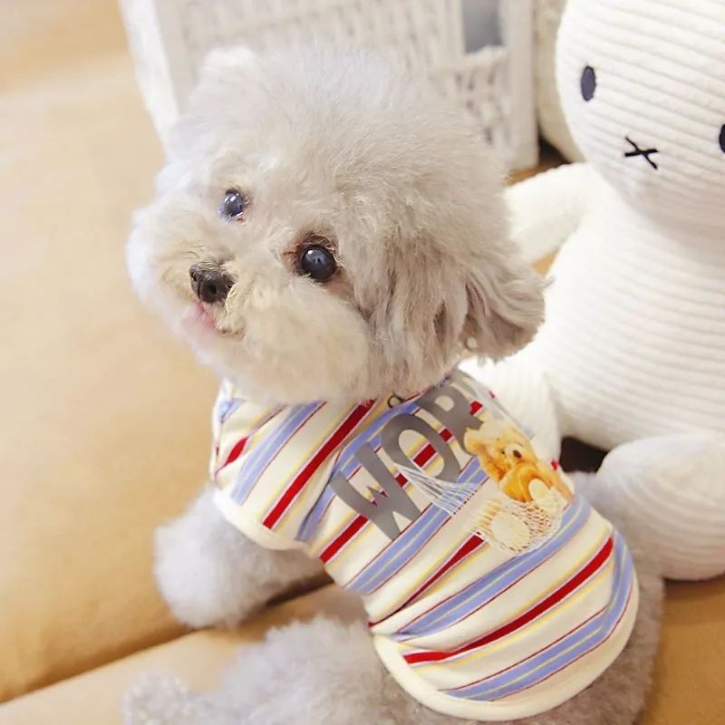 比熊小型犬宠物猫咪泰迪狗狗衣服秋冬装春夏装薄款背心多彩条纹熊