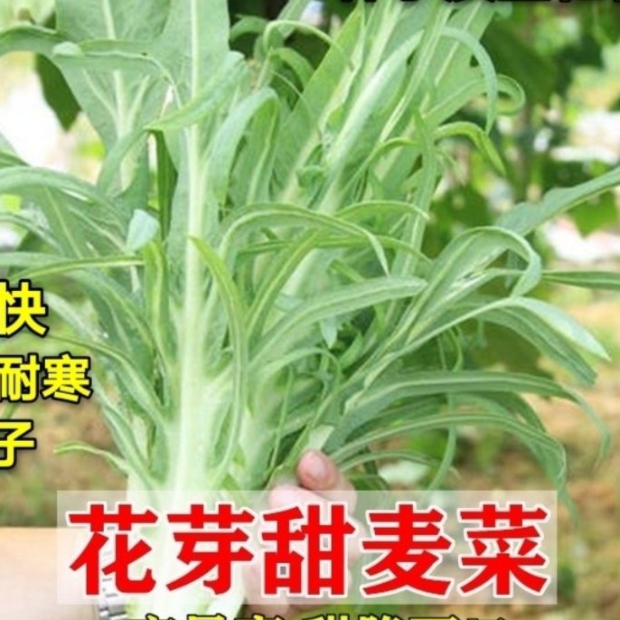 花芽甜麦菜种子南方四季野生苦荬菜种籽高产阳台盆栽农家蔬菜种孑