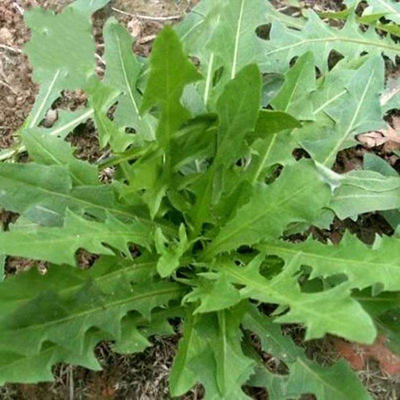 野生蒲公英种籽婆婆丁种孑四季盆栽蔬菜春秋冬季种植野菜种子