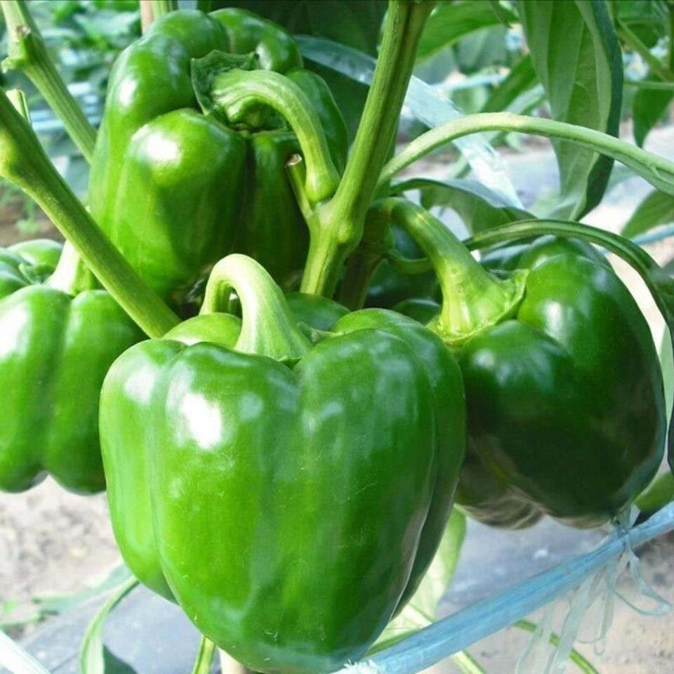 特大甜椒种子大甜椒青椒灯笼椒菜椒辣椒种子阳台春秋冬季蔬菜种子