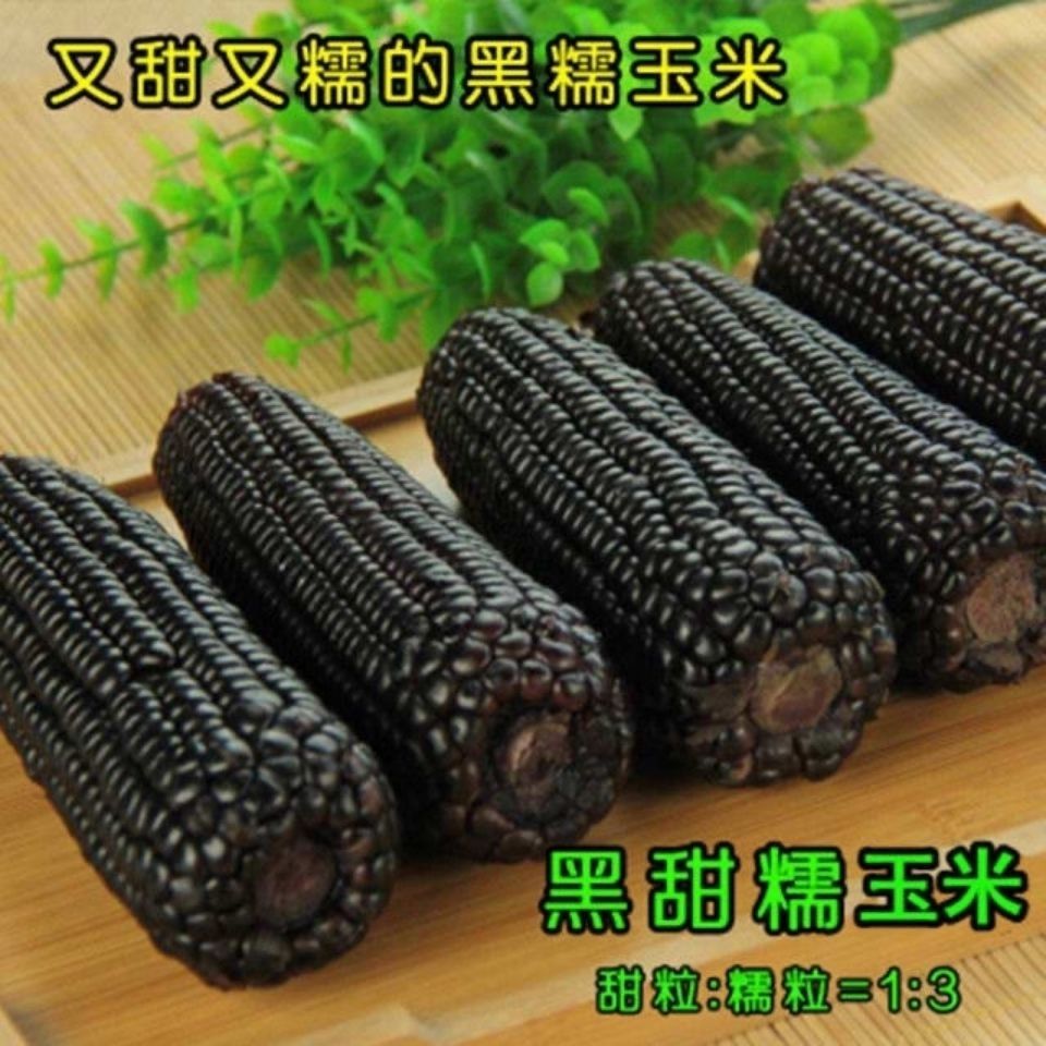 黑甜糯玉米种子黑糯玉米香甜糯玉米种鲜食苞米非转基因黑玉米批发