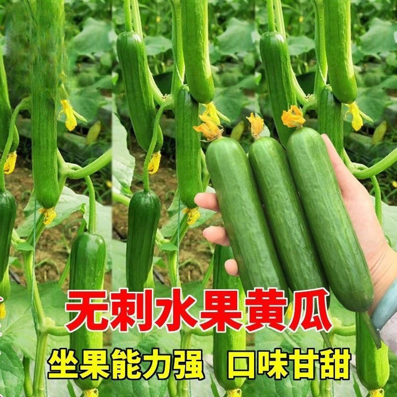 脆甜水果黄瓜种子新品种无刺荷兰小黄瓜种籽四季高产庭院水果种子