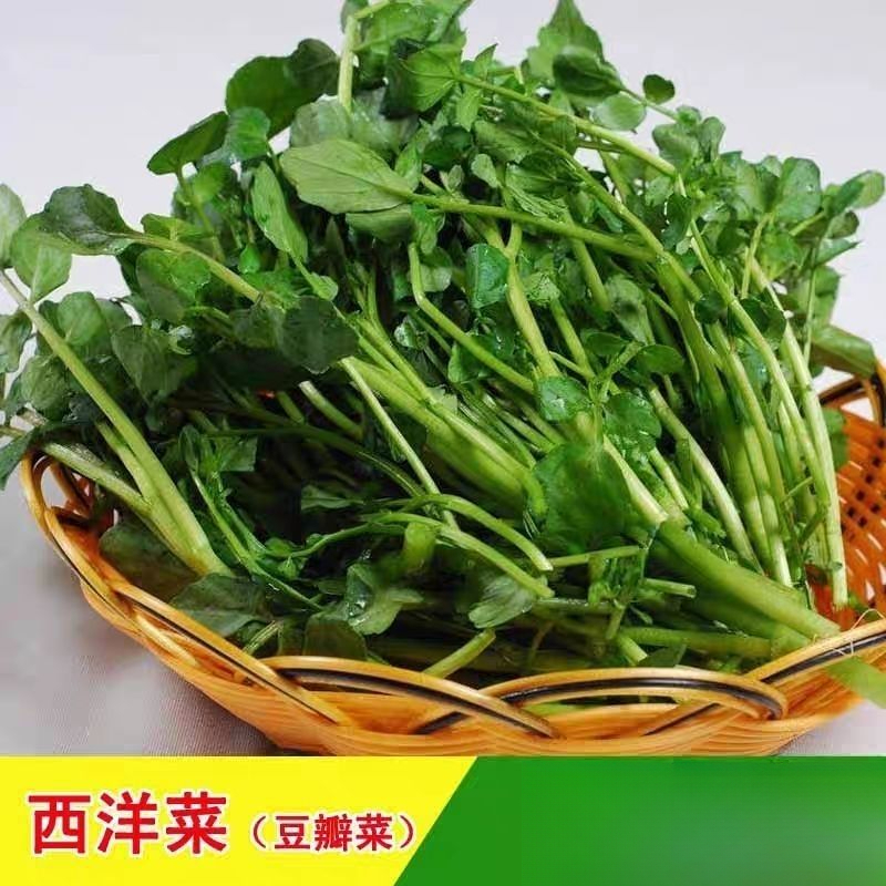 西洋菜种子豆瓣菜种籽四季种植水生非转基因蔬菜耐热菜庭院阳庭院
