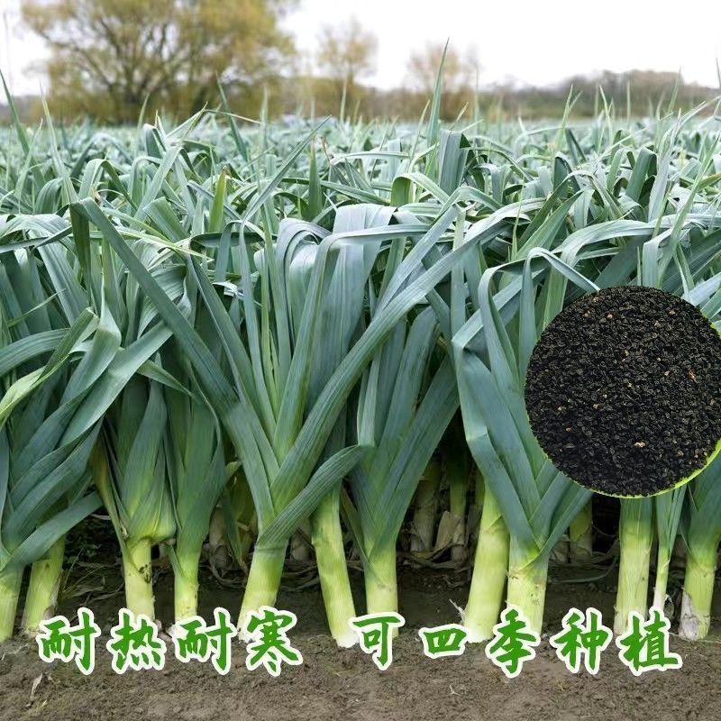 红皮宽扁叶蒜苗种子连续均可种植蒜苗种籽蒜种子蒜苗