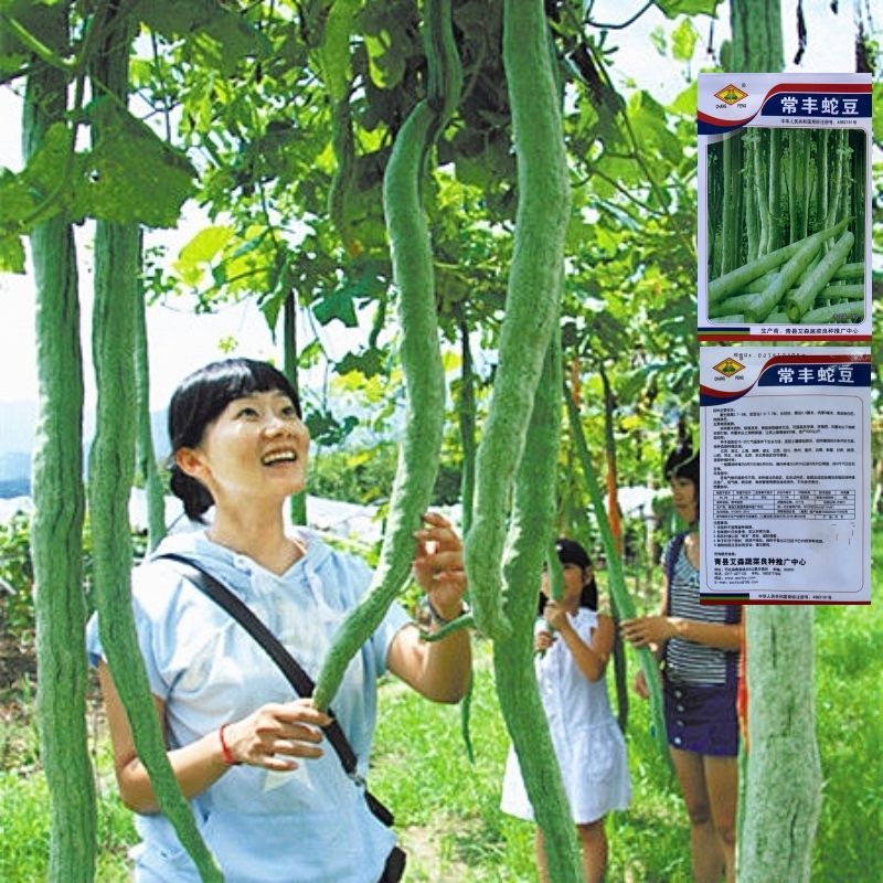 蛇豆蛇瓜种子四季播特大葫芦春季四季观赏种籽野菜盆栽蔬菜种孑阳