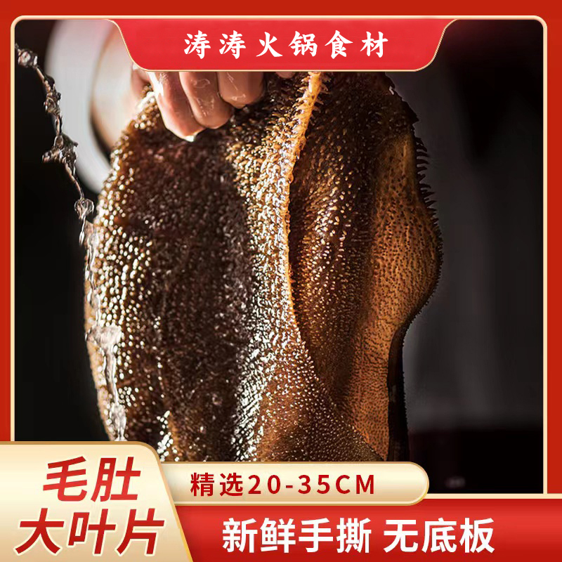 【超A品质】净重3斤脆爽新鲜毛肚大叶片 四川火锅食材叶片口口爽脆