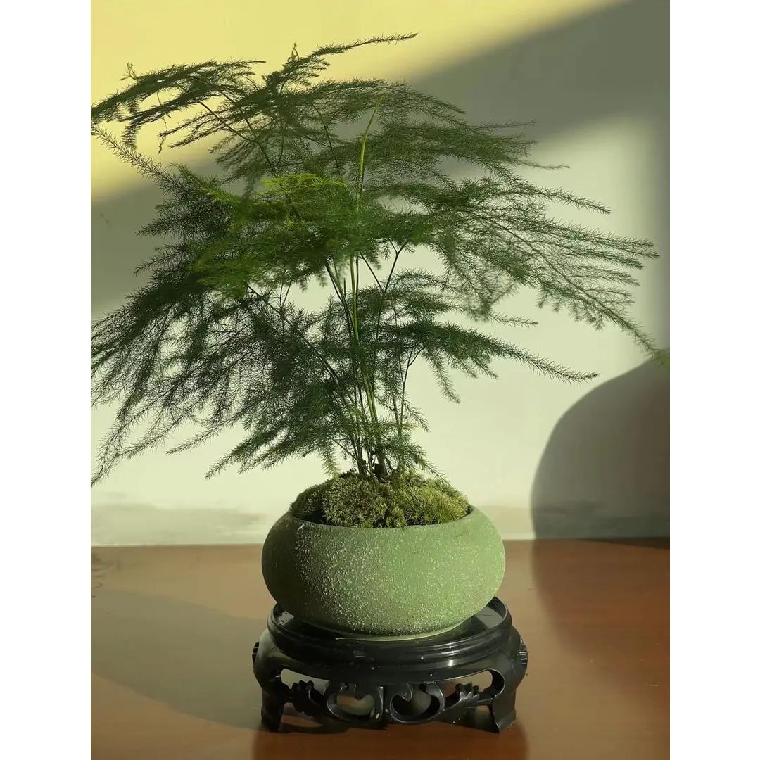 文竹盆栽植物进化空气客厅办公室室内花卉盆栽好养四季常青微盆景