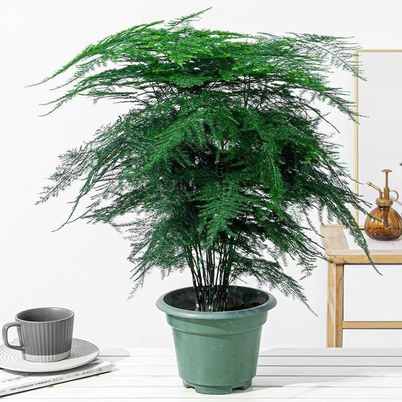 中大型文竹盆栽客厅办公室内中式绿植文雅盆栽家居必备绿植盆栽