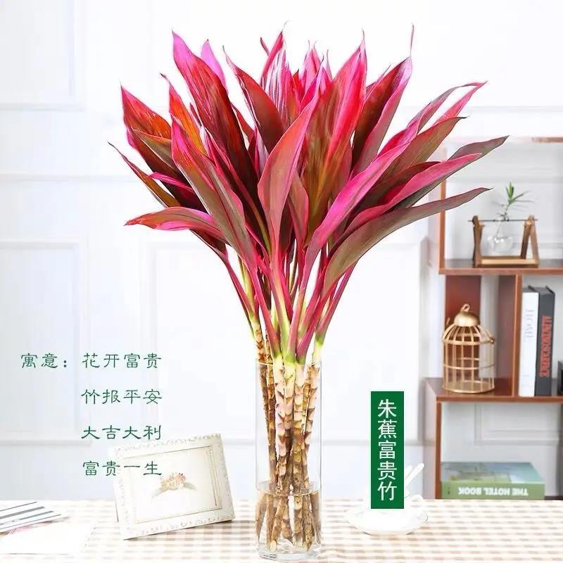 富贵竹紫竹鸿运当头大叶竹水培水养花卉室内花卉绿植办公室盆栽