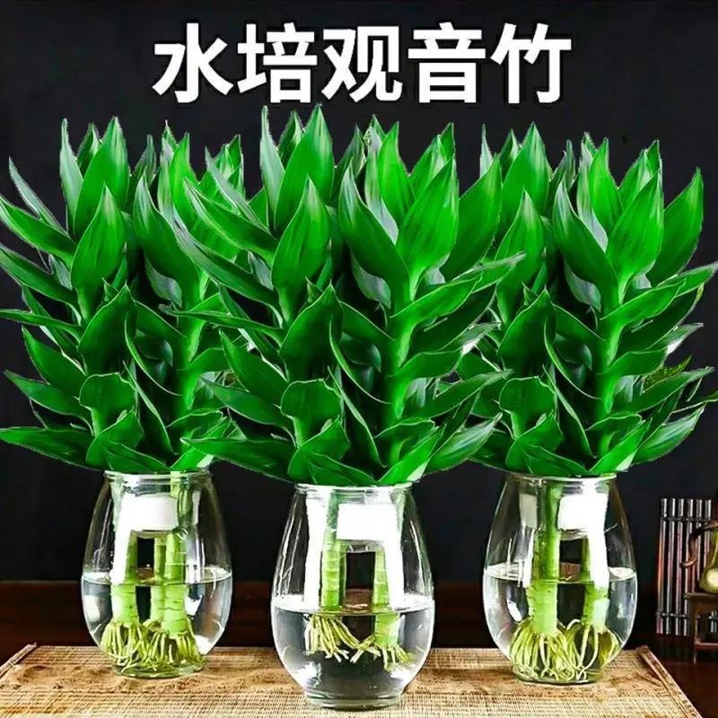 【竹来运转】带根水培观音竹水养富贵竹四季常青绿植物含玻璃花瓶