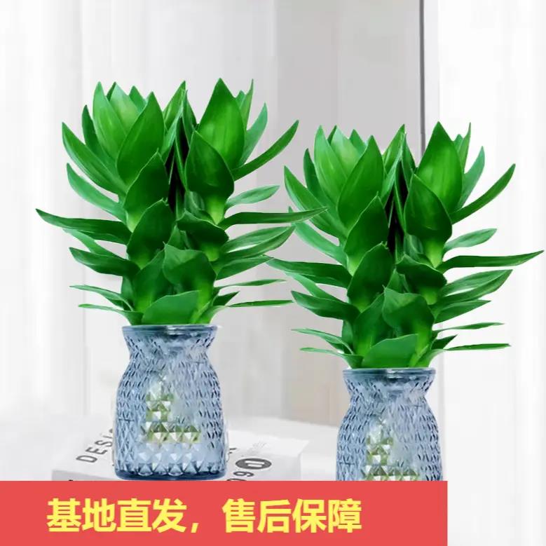绚语富贵竹观音竹水培绿植好养室内简约绿色时尚鲜活养护植物光照