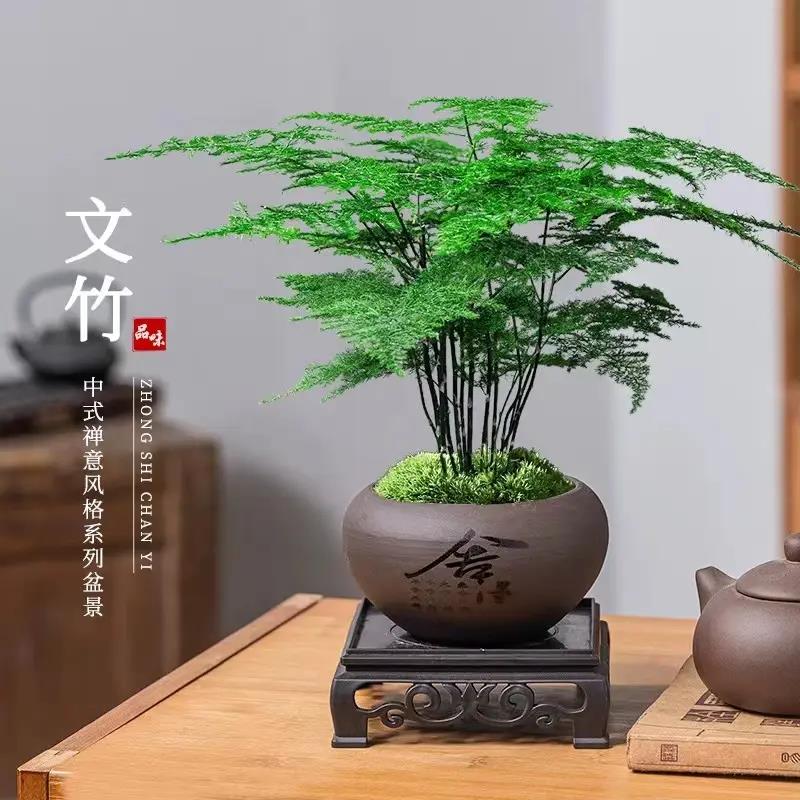 紫盆】文竹盆栽植物客厅中式禅意盆景好养绿植办公室摆件高端赤楠