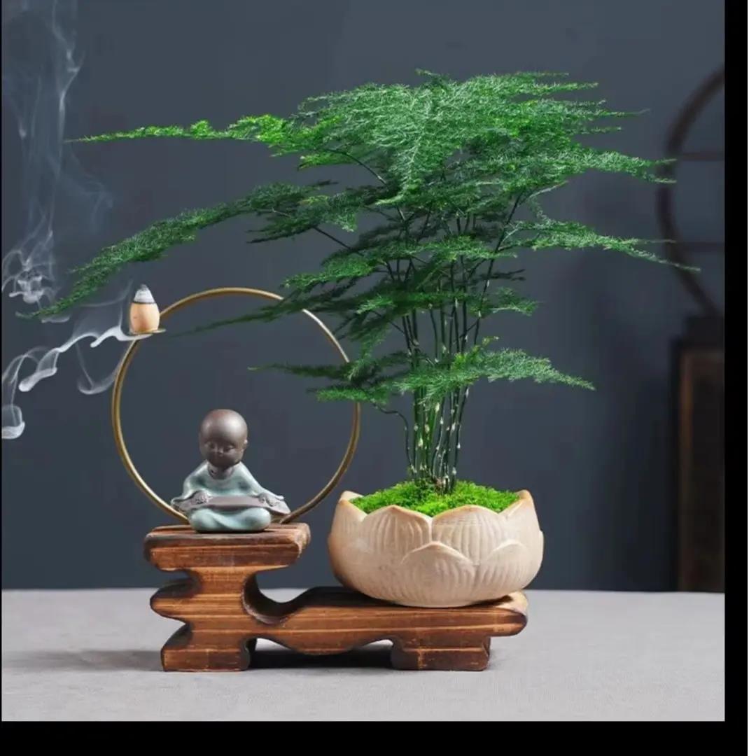 文竹盆栽植物绿植茶桌盆景室内好养盆栽净化空气四季常青办公室