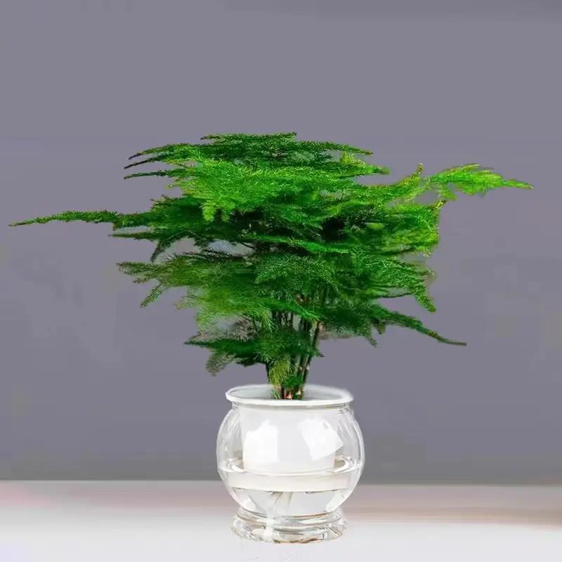 文竹盆栽花卉绿植四季常青好养室内观叶水培植物