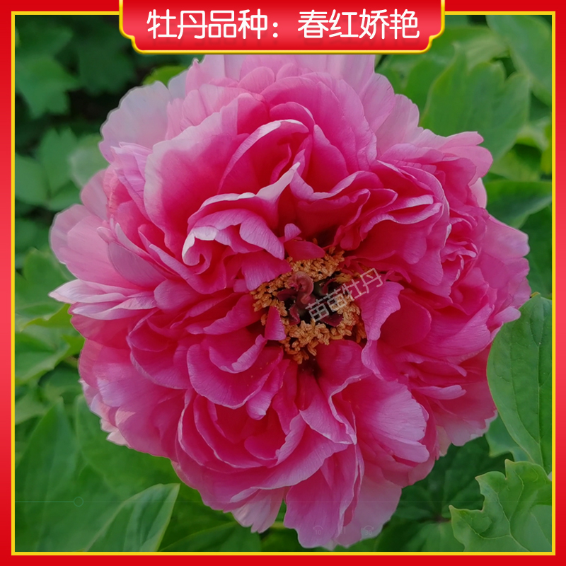 【春红娇艳】山东重瓣观赏牡丹花苗庭院地栽阳台盆栽