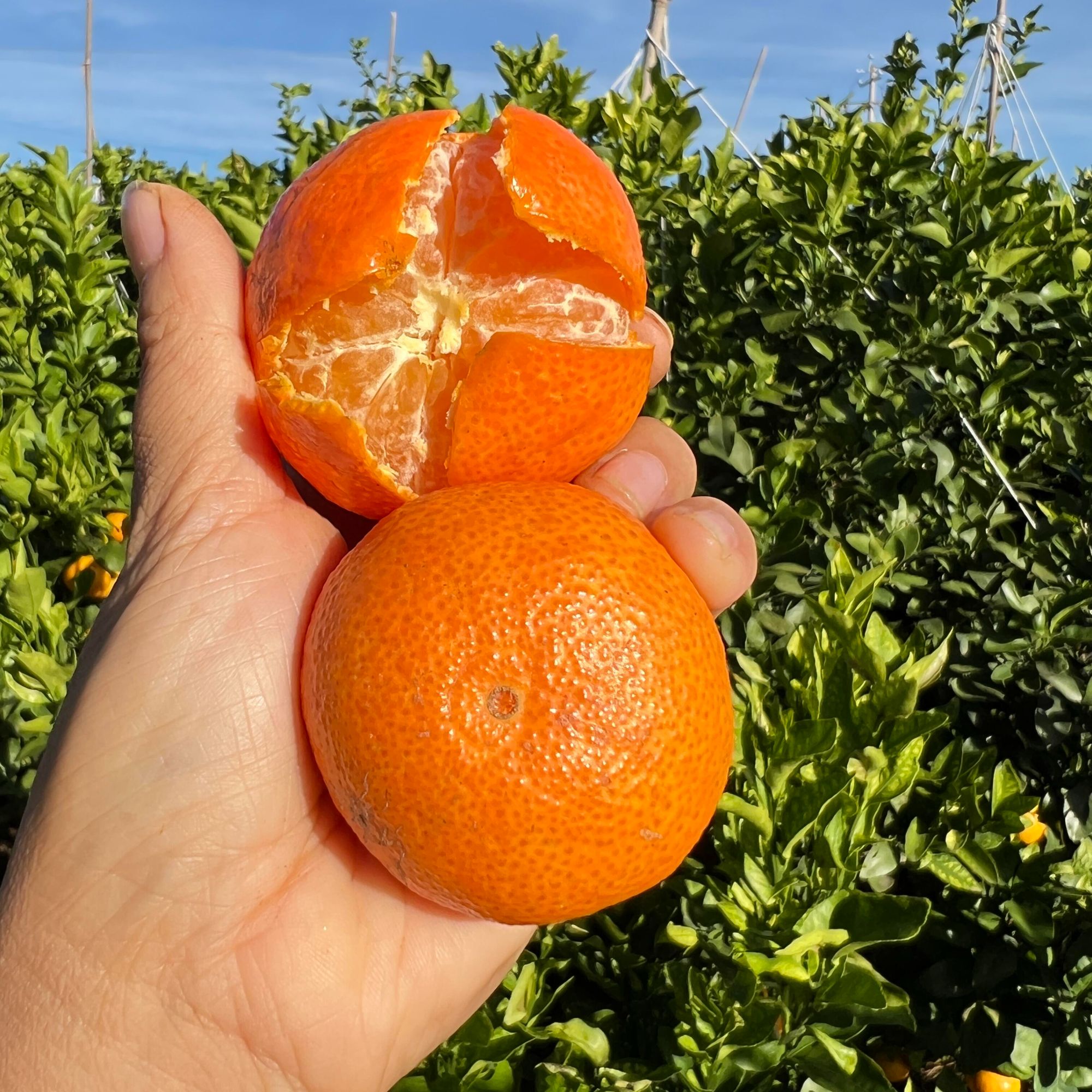 【爆甜多汁】正宗金秋沙糖桔砂糖蜜橘广西橘当季沙糖桔整箱新鲜