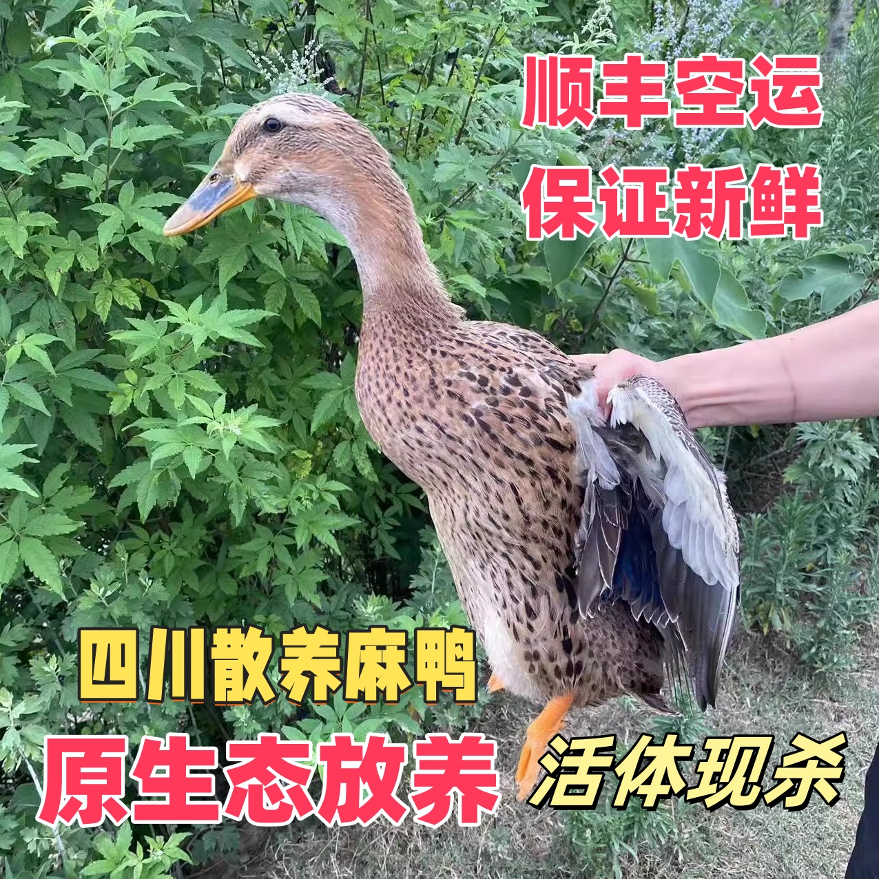 【现杀现发】麻鸭子四川中江麻鸭农家散养水塘鸭麻鸭整只新鲜鸭肉