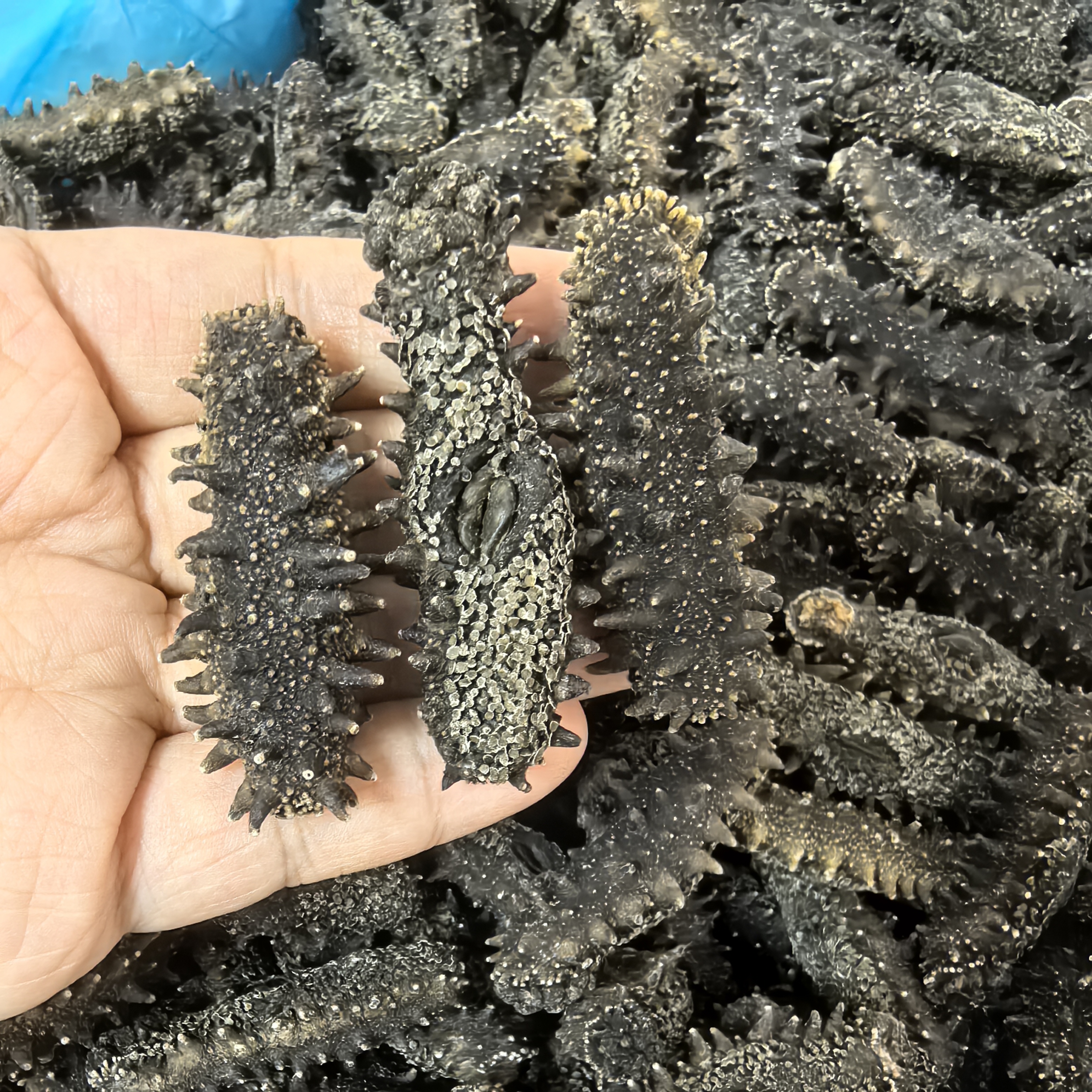 【高品质】大连辽参海参深海滋补高品质滋补品80头左右/斤250G