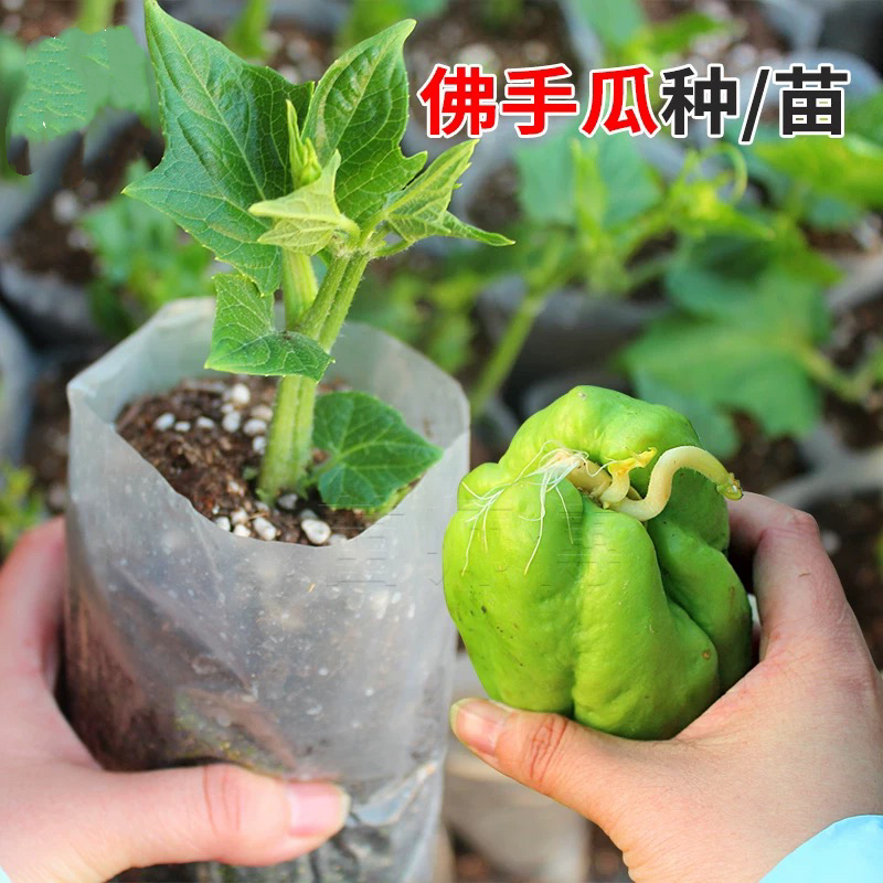 佛手瓜种苗 带芽带原土发货盆栽小院种植
