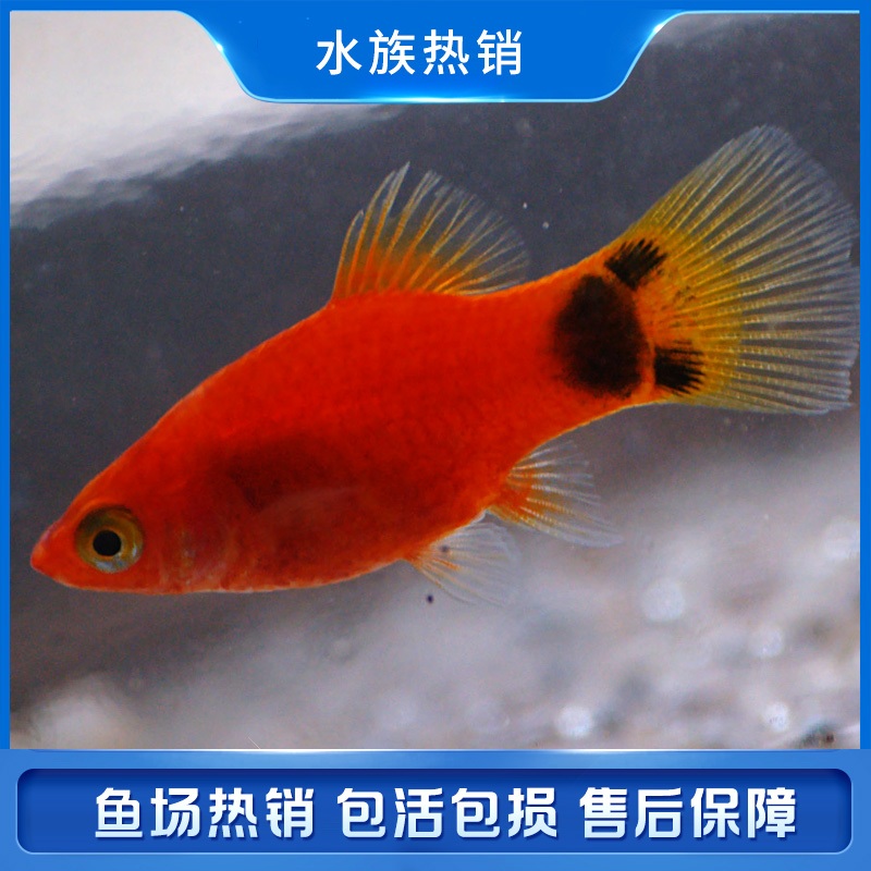 米奇鱼 月光鱼 胎生鱼 小型鱼 观赏鱼 活体热带鱼 好养活新手鱼