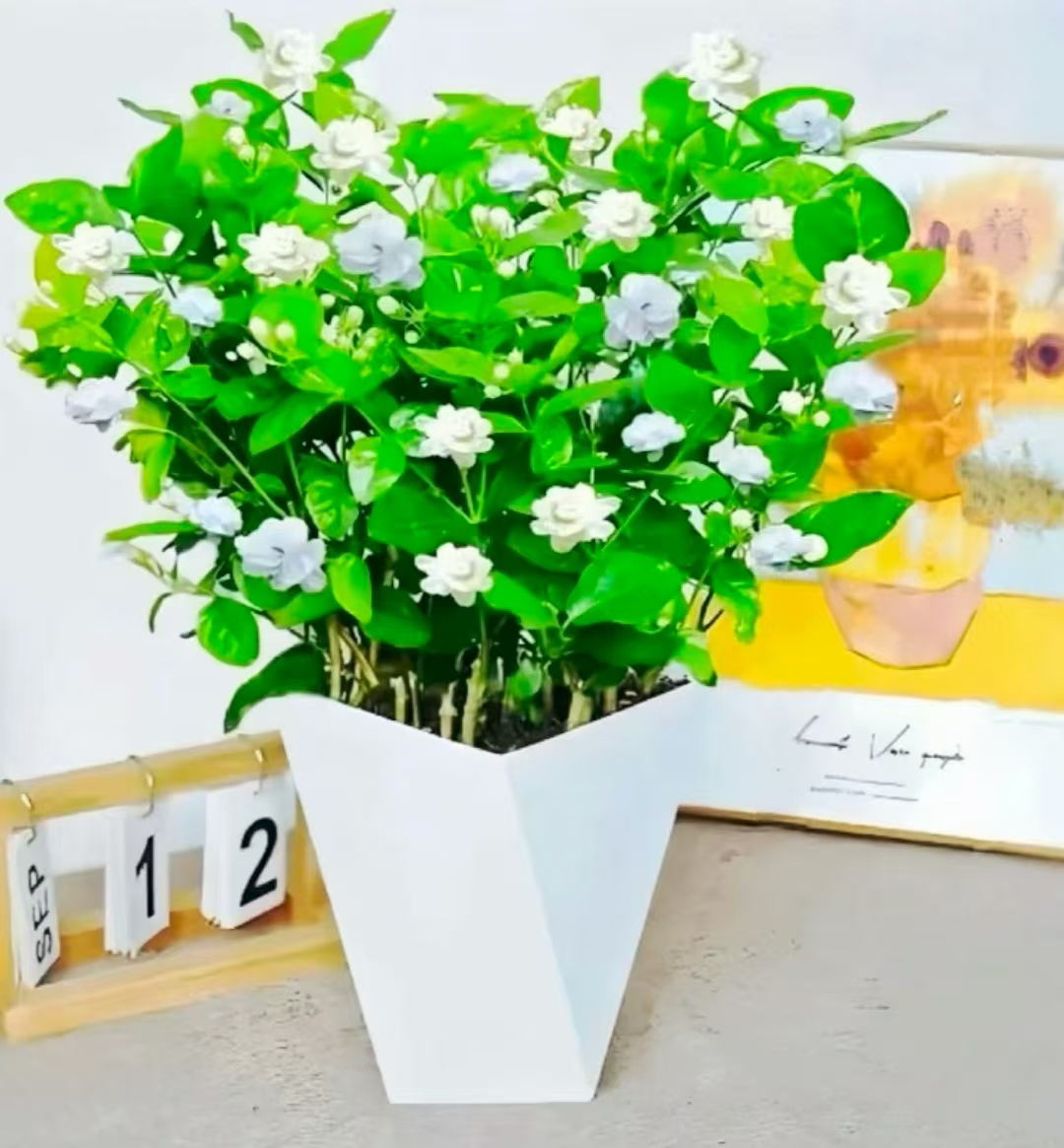 带花苞茉莉花盆栽四季开花好养活散发香水味