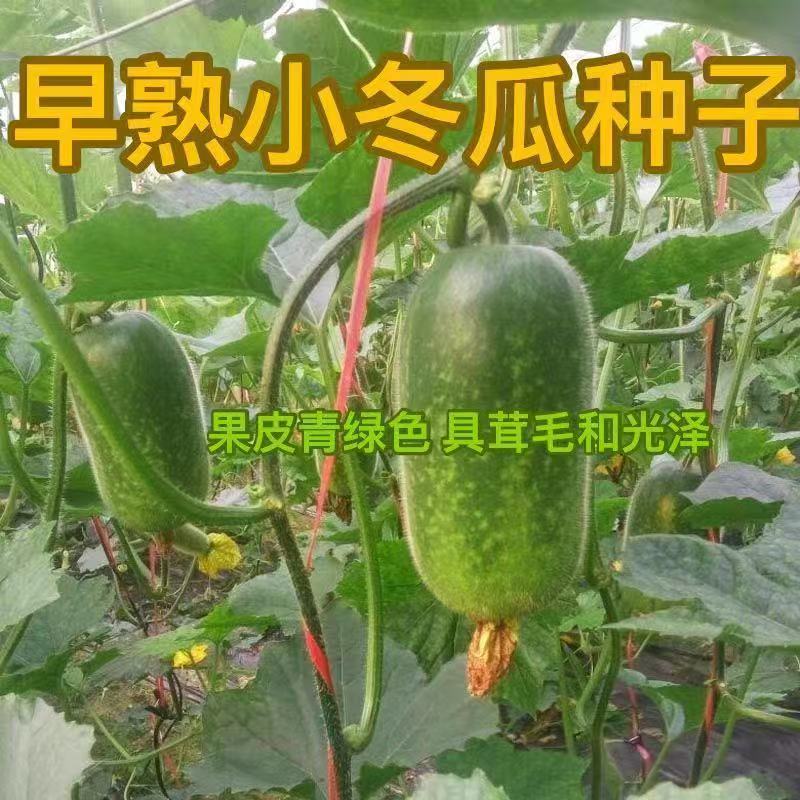 【全店满五包包邮】早熟小冬瓜