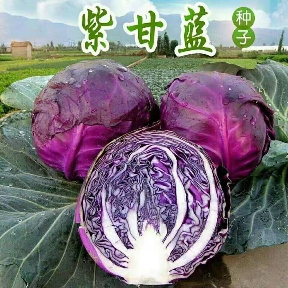 【全店满五包包邮】紫甘蓝种子