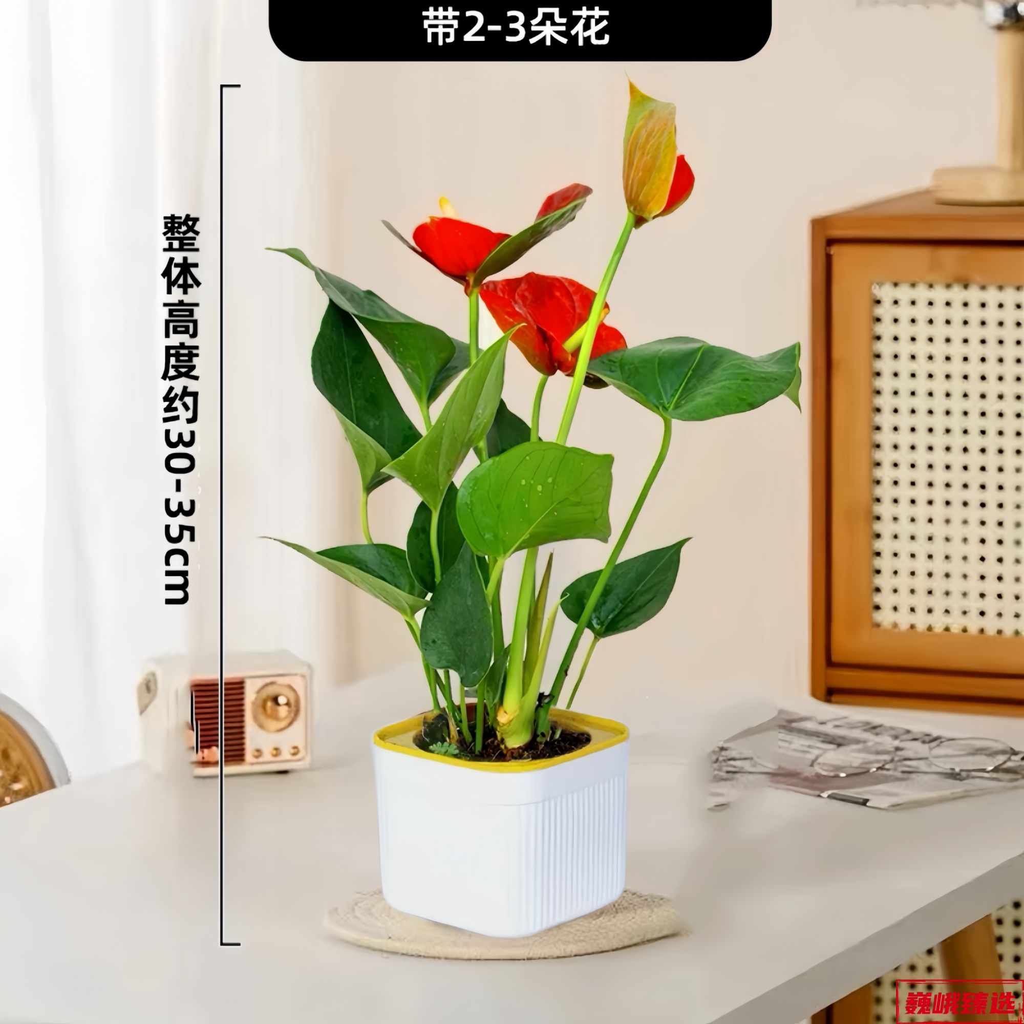 【2-3朵花】红掌盆栽鸿运当头室内客厅好养易活办公室花卉四季开花