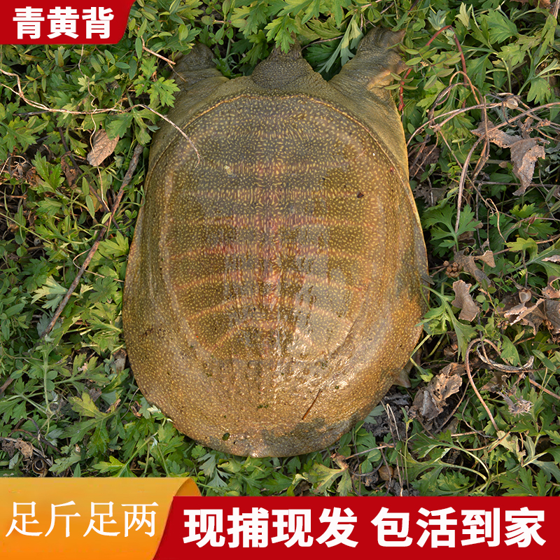 只发黄甲鱼 2只装 总重4-5斤  顺丰包邮包活